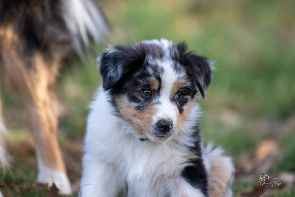 chiot berger australien bleu merle 8.5 semaines
