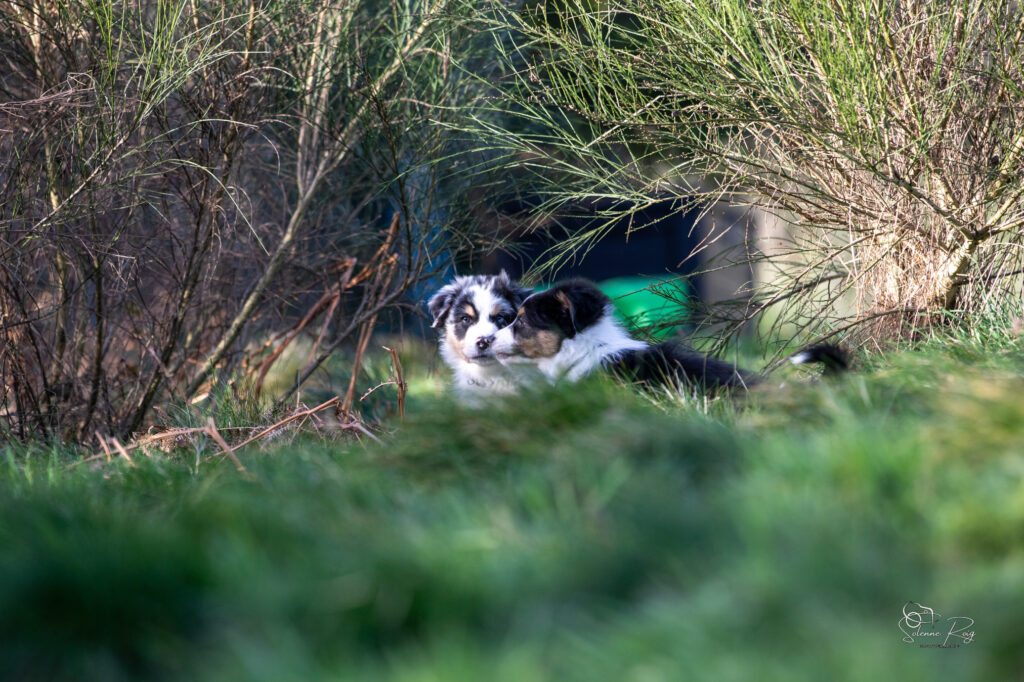Elevage chiens berger australien LOF - Occitanie - Ayo et Askja of Sipawaban - m&acirc;le et femelle noir tricolore et bleu merle - 8.5 semaines