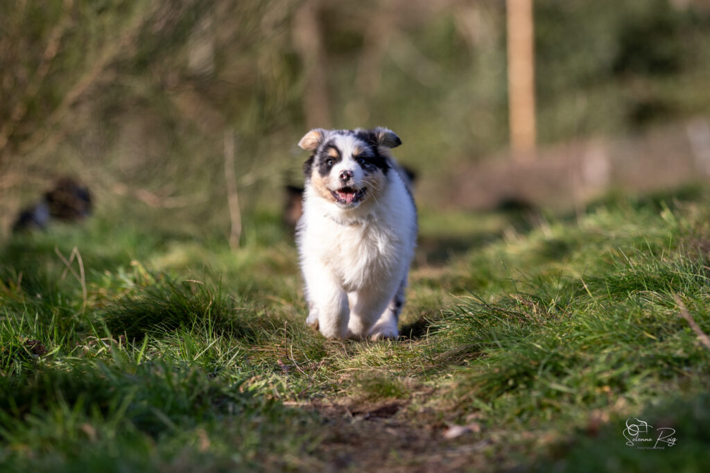 Elevage chiens berger australien LOF - Occitanie - Askja of Sipawaban - femelle bleue merle - 8.5 semaines