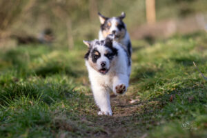 chiot berger australien bleu merle 8.5 semaines