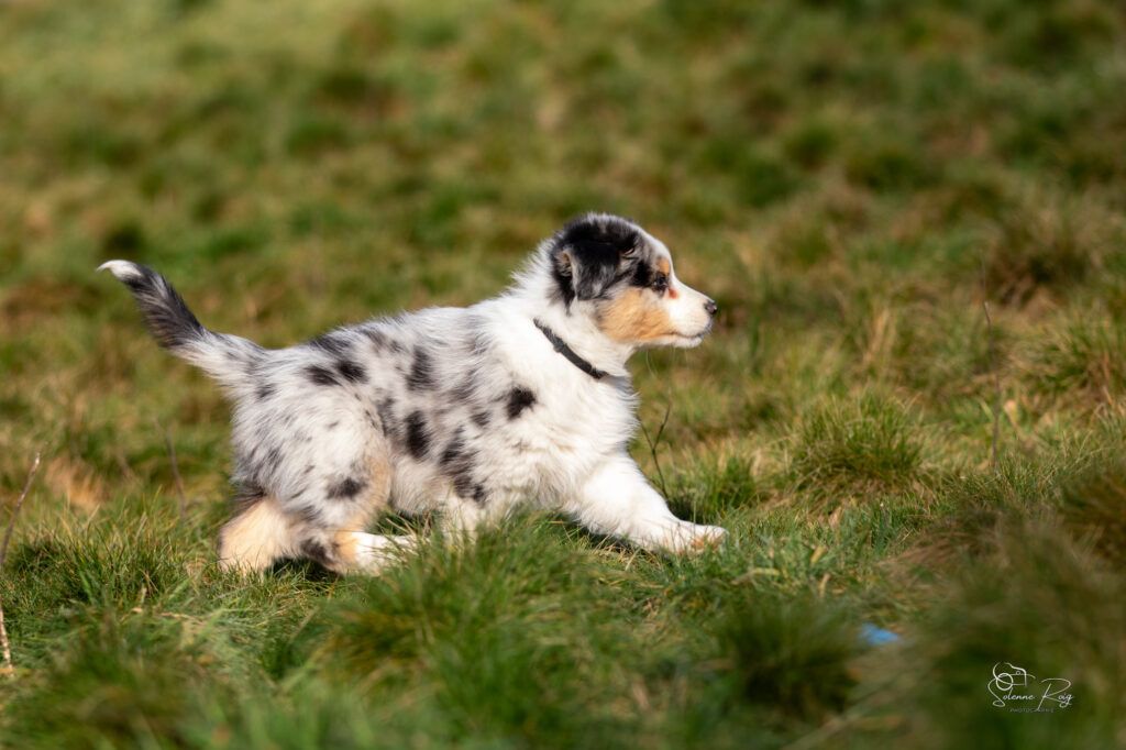 Elevage chiens berger australien LOF - Occitanie - Awan of Sipawaban - m&acirc;le bleu merle - 8.5 semaines
