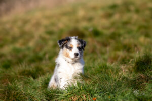 chiot berger australien bleu merle