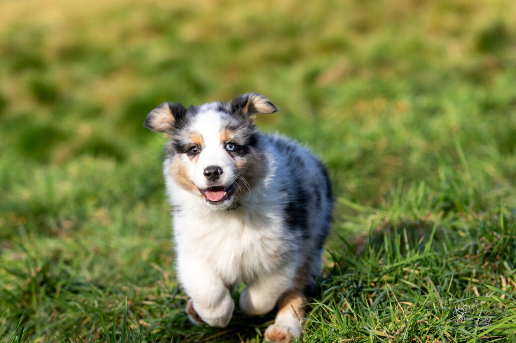 Elevage chiens berger australien LOF - Occitanie - Awan of Sipawaban - m&acirc;le bleu merle - 8.5 semaines