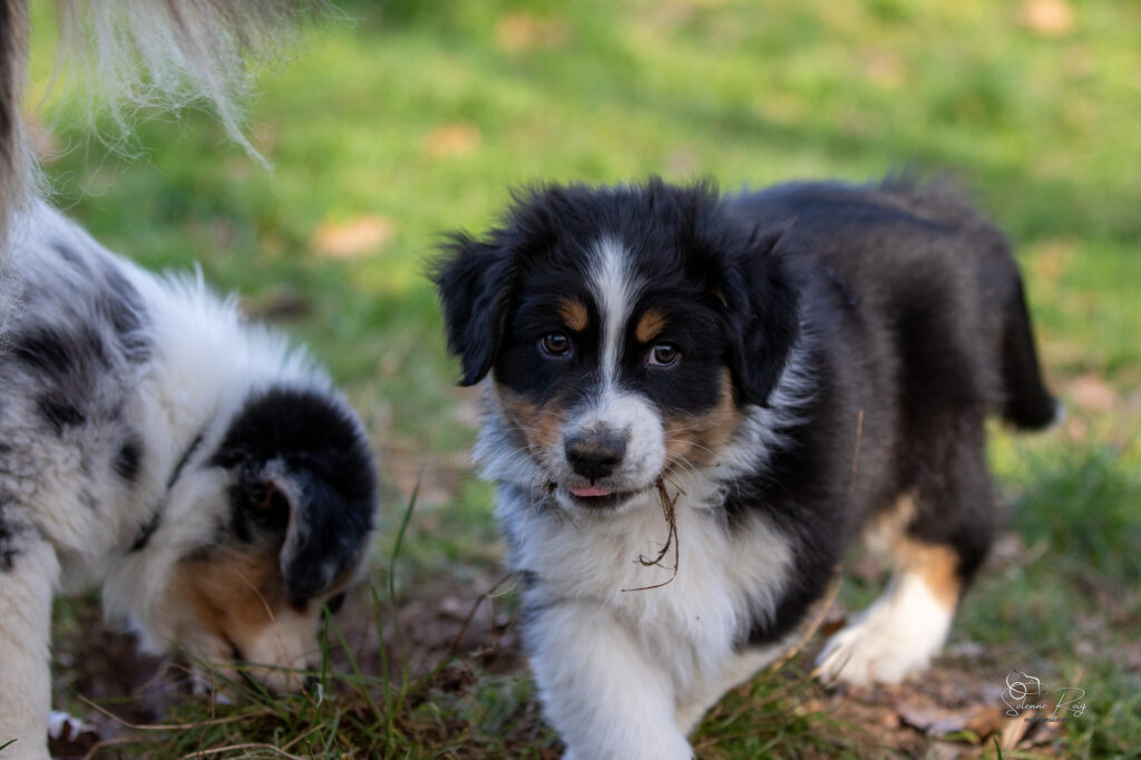 Elevage chiens berger australien LOF - Occitanie - Alden of Sipawaban - m&acirc;le noir tricolore - 8.5 semaines