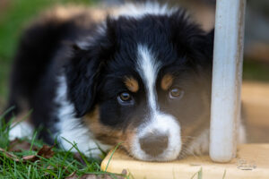 chiot berger australien noir tricolore 8.5 semaines