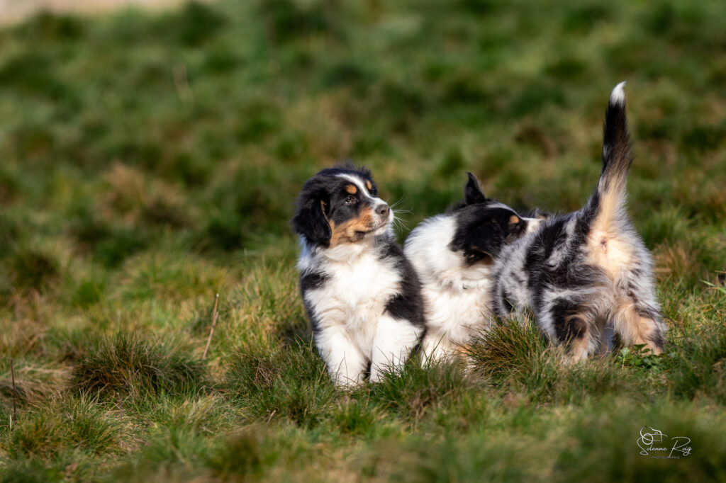 Elevage chiens berger australien LOF - Occitanie - Alden of Sipawaban - m&acirc;le noir tricolore - 8.5 semaines