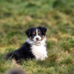 Ayo of Sipawaban, chiot berger australien noir tricolore de 8.5 semaines