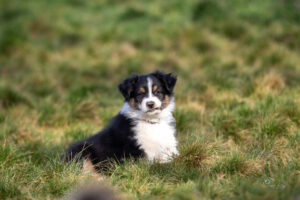 Ayo of Sipawaban, chiot berger australien noir tricolore de 8.5 semaines