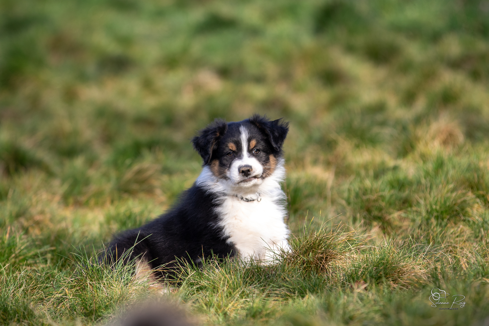 Berger australien > Portée 2025 > Twilight x Zia > 8.5 semaines