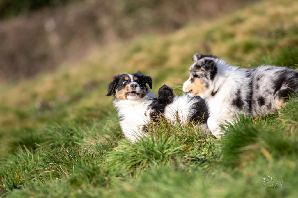 Elevage chiens berger australien LOF - Occitanie - Alden of Sipawaban - m&acirc;le noir tricolore - 8.5 semaines