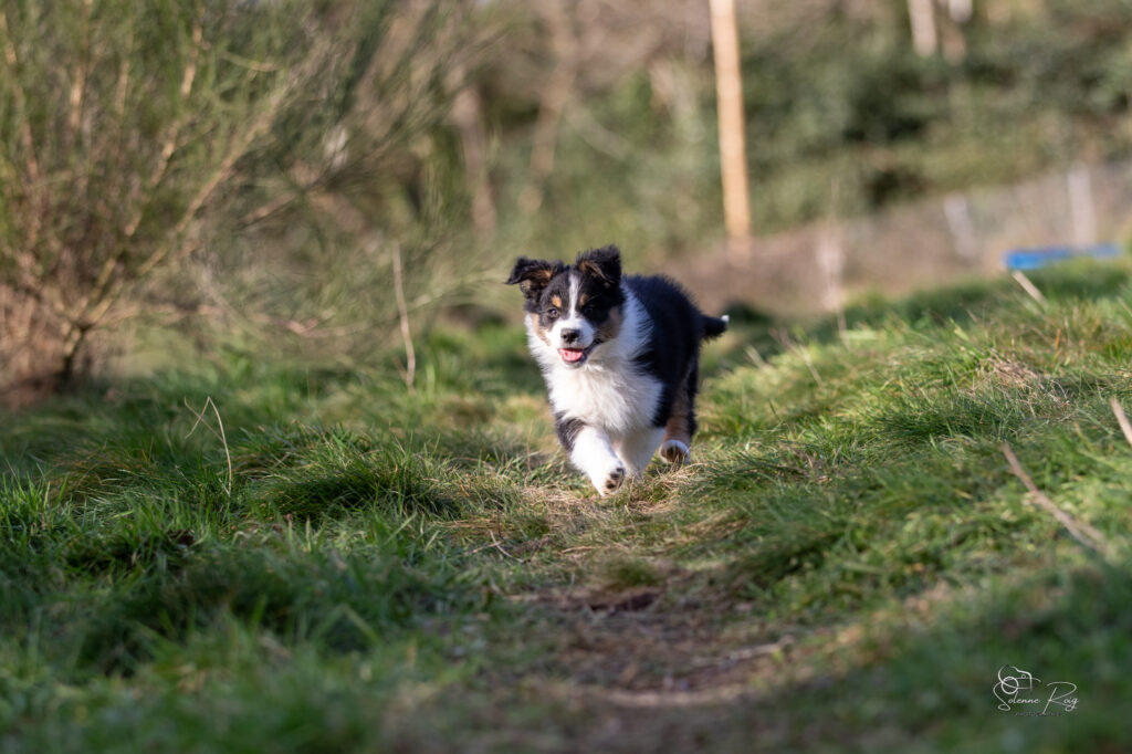 Elevage chiens berger australien LOF - Occitanie - Ayo of Sipawaban - m&acirc;le noir tricolore - 8.5 semaines