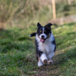 chiot berger australien noir tricolore 8.5 semaines