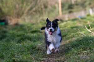 chiot berger australien noir tricolore 8.5 semaines