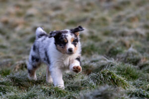 chiot berger australien bleu merle