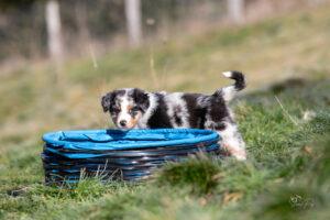 chiot berger australien bleu merle