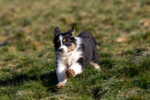 chiot berger australien noir tricolore 8.5 semaines