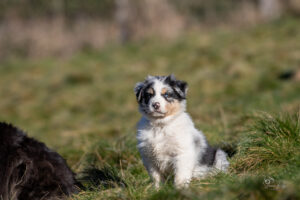 chiot berger australien bleu merle