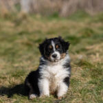 Livret chiot : le berger australien