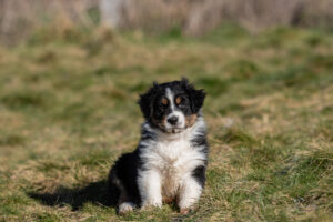 chiot berger australien noir tricolore assis