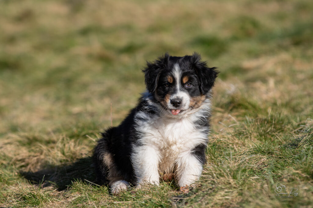 chiot berger australien noir tricolore