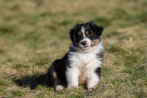 chiot berger australien noir tricolore