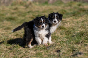 chiots berger australien noir tricolore