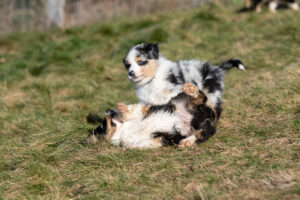 chiots berger australien bleu merle et noir tricolore qui joue et communiquent à l'extérieur