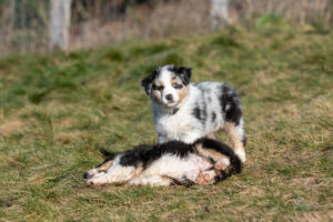 chiot berger australien bleu merle 7.5 semaines