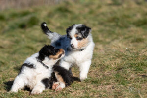 chiots berger australien jouant à l'extérieur
