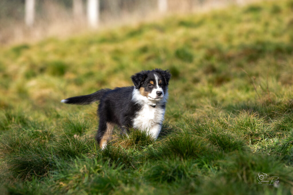 Elevage chiens berger australien LOF - Occitanie - Ayo of Sipawaban - m&acirc;le noir tricolore - 8.5 semaines