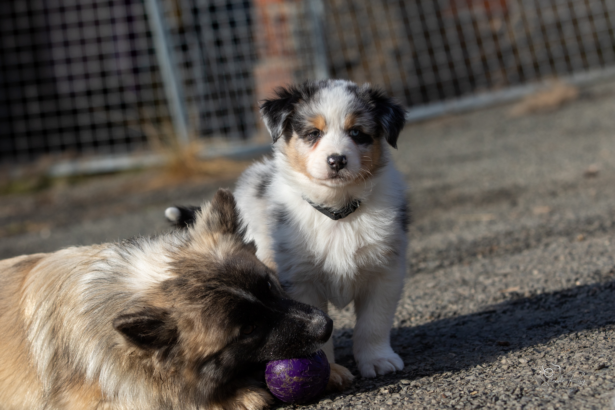 Portée 2025 : Twilight x Zia Semaine 7 (ou presque)