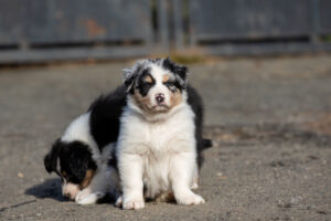 chiot berger australien bleu merle