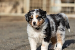 chiot berger australien bleu merle