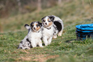 chiots berger australien bleu merle