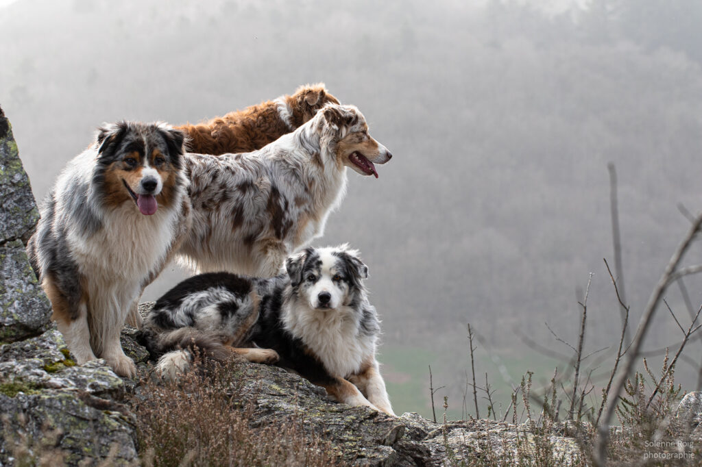 berger australien adultes bleu merle rouge merle et rouge tricolore en balade