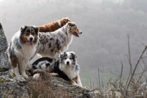 berger australien adultes bleu merle rouge merle et rouge tricolore en balade