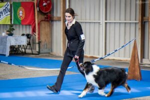 chien berger australien noir tricolore en exposition de beauté - Nationale d'élevage