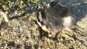 chien berger australien noir tricolore au cavage