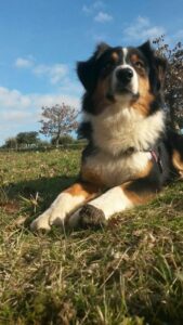 chien berger australien noir tricolore au cavage