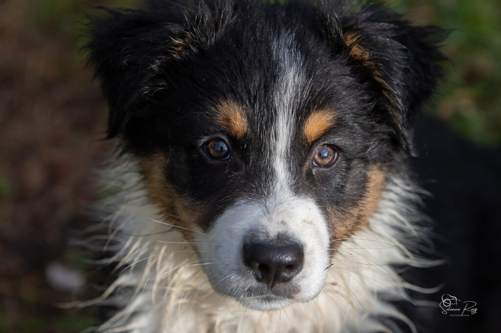 Ayo Portrait chiot berger australien noir tricolore 10.5 semaines