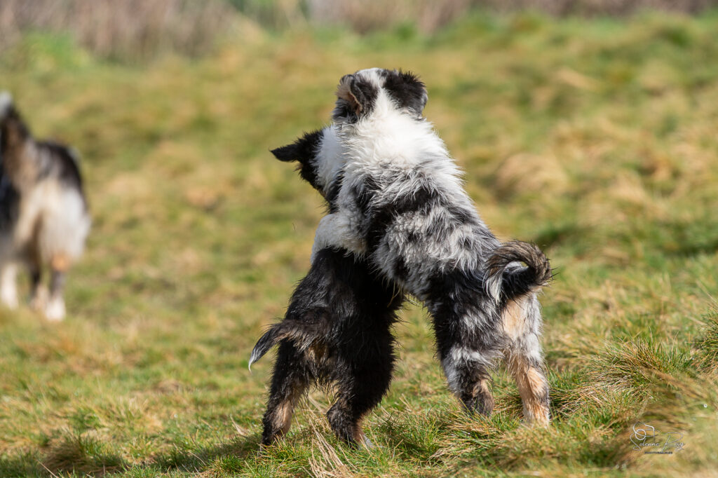 2025-berger-australien-chiots-twilight-zia-10semdemi-0006 jeux de chiots berger australien 10.5 semaines