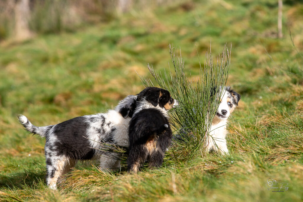 2025-berger-australien-chiots-twilight-zia-10semdemi-0010 jeux de chiots berger australien 10.5 semaines