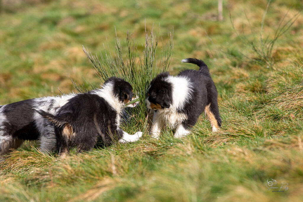 2025-berger-australien-chiots-twilight-zia-10semdemi-0011 jeux de chiots berger australien 10.5 semaines