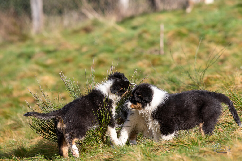 Ayo et Alden (Speed) chiot berger australien noir tricolore 10.5 semaines en train de jouer