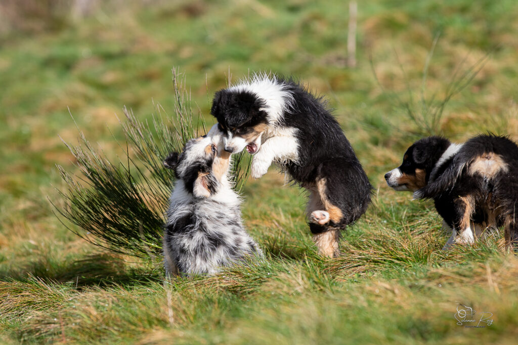 Awan, Ayo et Alden (Speed) chiot berger australien bleu merle et noir tricolore 10.5 semaines