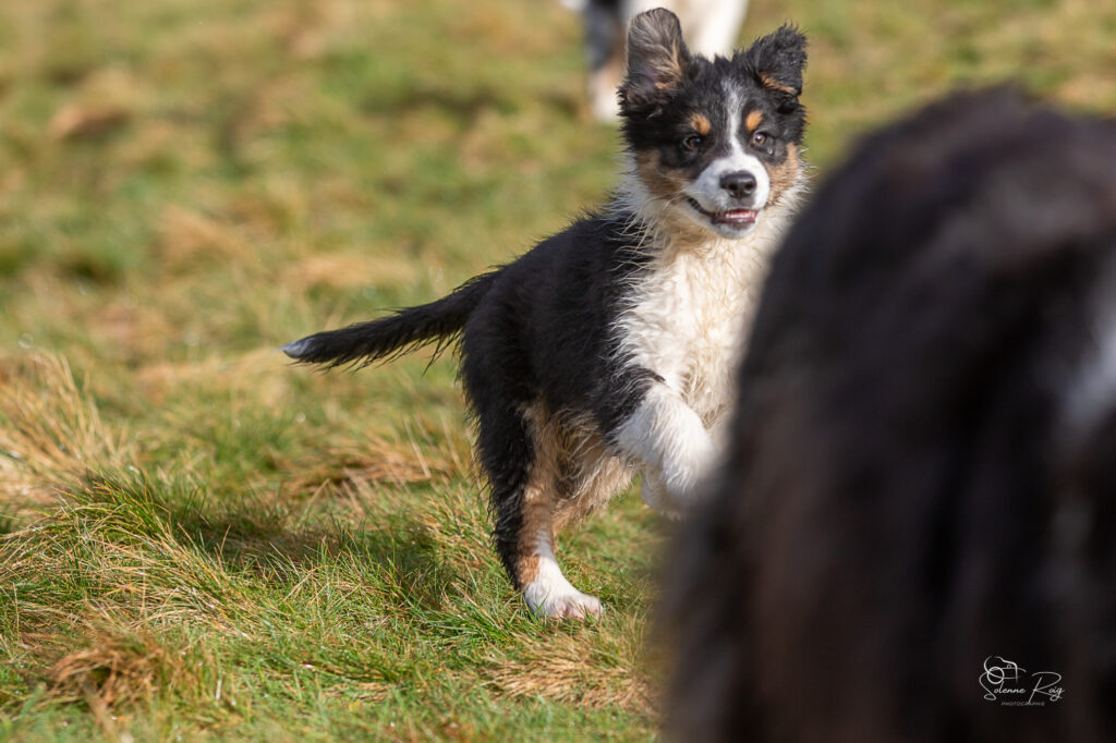 Ayo chiot berger australien noir tricolore 10.5 semaines