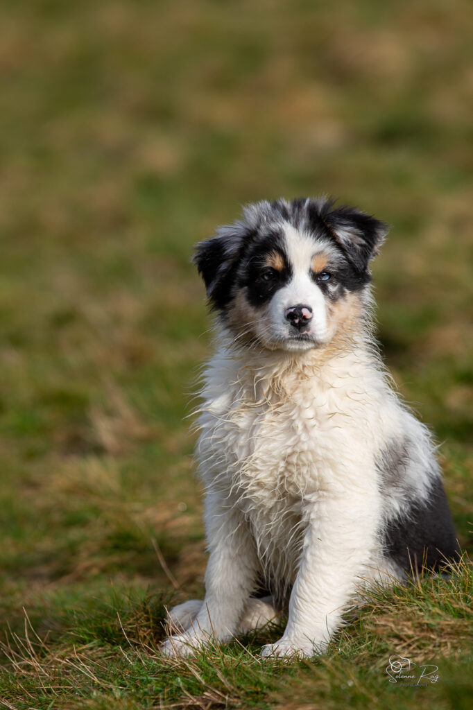 Askja chiot berger australien bleu merle 10.5 semaines