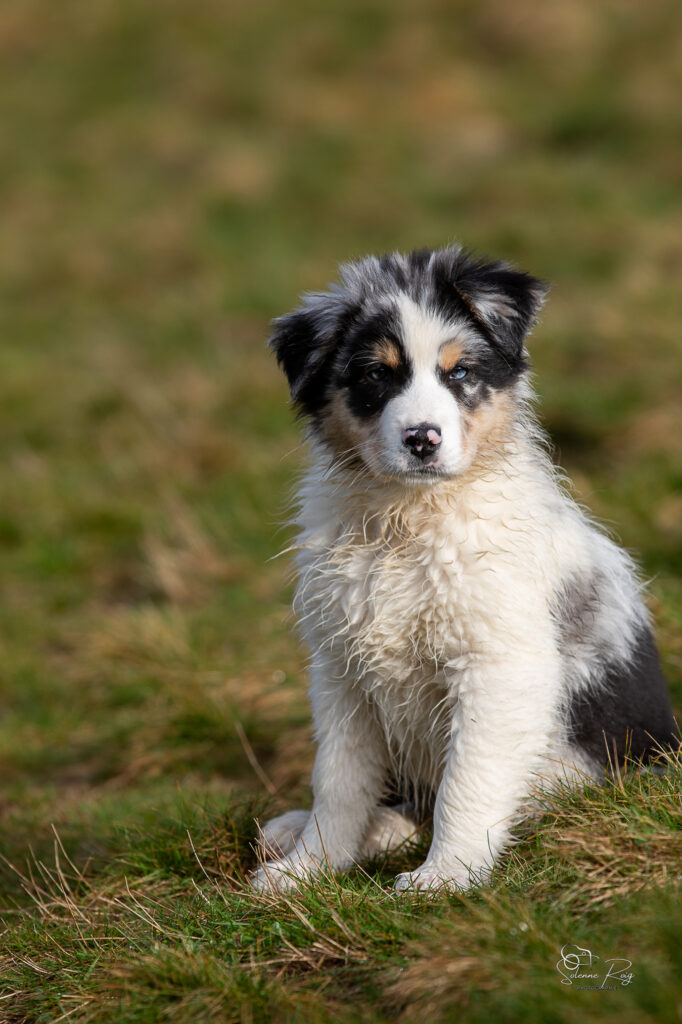 Askja chiot berger australien bleu merle 10.5 semaines