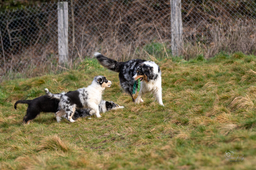 2025-berger-australien-chiots-twilight-zia-10semdemi-0037 chiots et mère berger australien en train de jouer