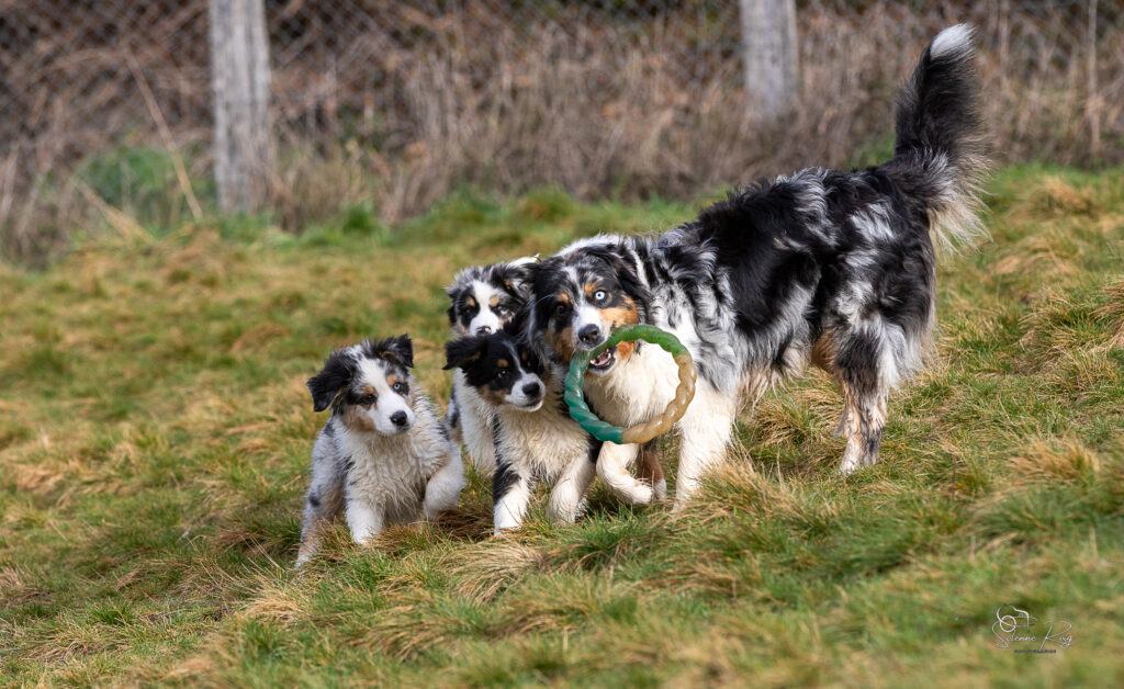 Awan, Ayo, Askja et Zia chiots et mère berger australien en train de jouer